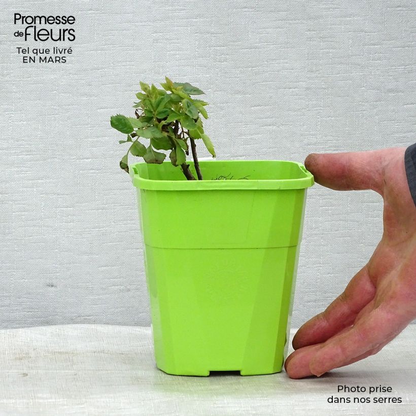 Rosa persica See You In Purple Vaso da 1,5L/2L esemplare consegnato in primavera