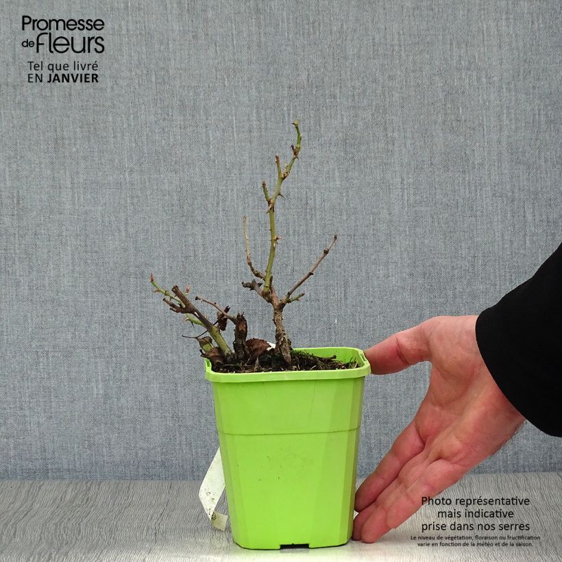 Rosa persica See You In Red Vaso da 1,5L/2L esemplare consegnato in inverno