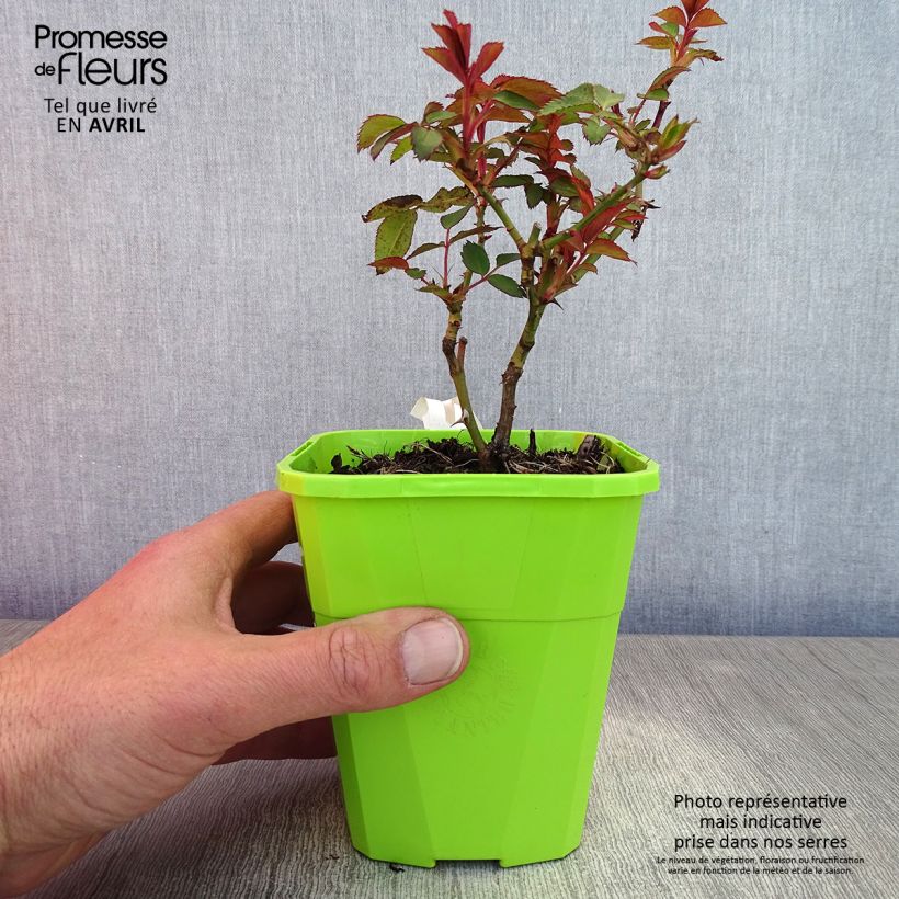 Rosa persica See You In Red Vaso da 1,5L/2L esemplare consegnato in primavera