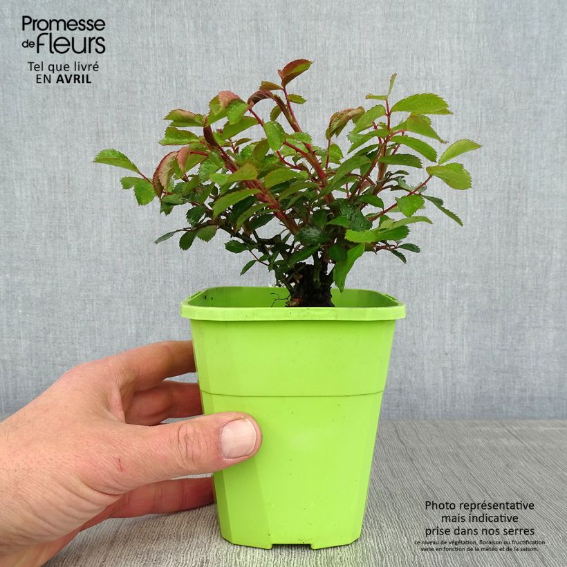 Rosa Urban Streetlight Larissa Vaso da 1,5L/2L esemplare consegnato in primavera
