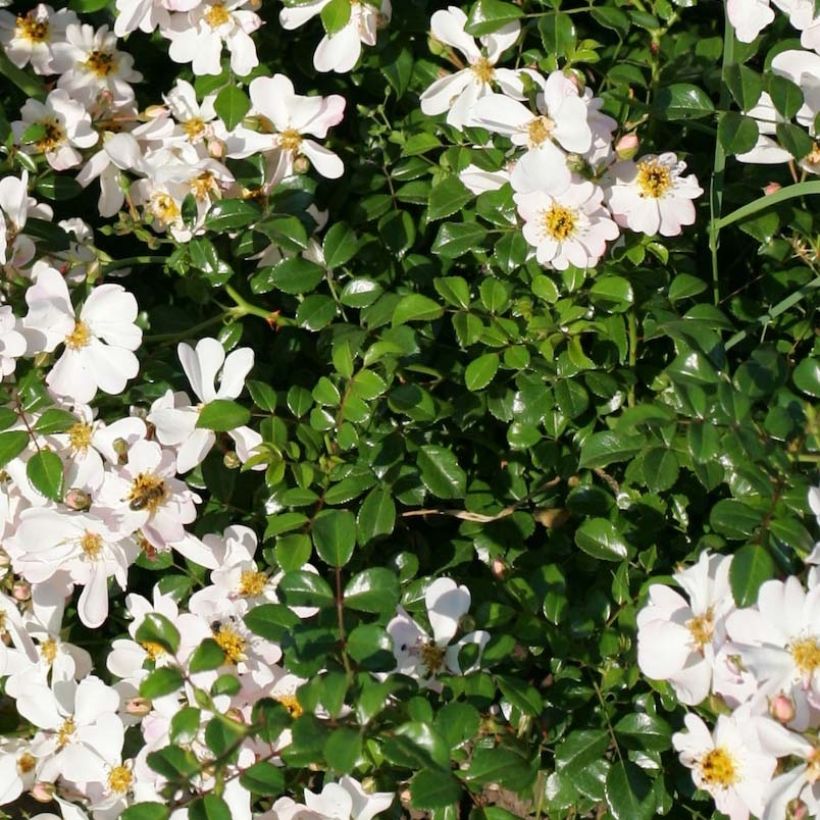 Rosa Urban Streetlight Medeo (Fogliame)