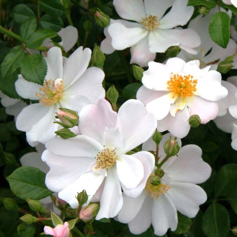 Rosa Urban Streetlight Medeo (Fioritura)