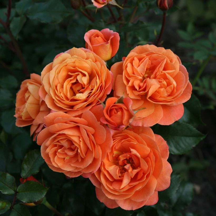 Rosa Urban Streetlight Phoenix (Fioritura)