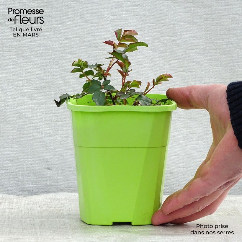 Rosa Urban Streetlight Phoenix Vaso da 1,5L/2L esemplare consegnato in primavera