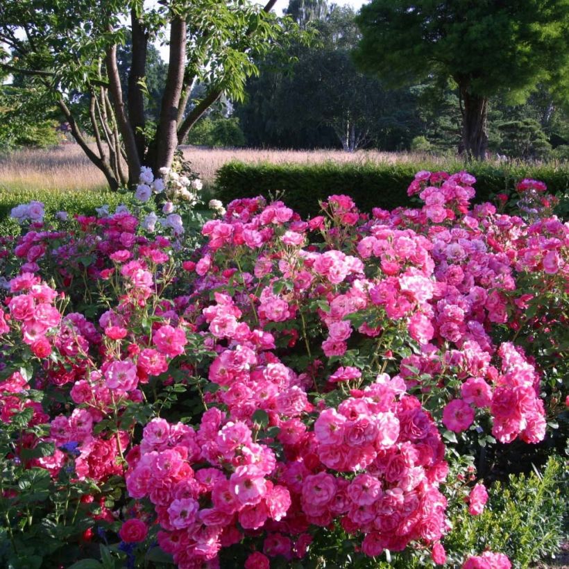Rosa Urban Streetlight Rekord Pink Emely (Porto)