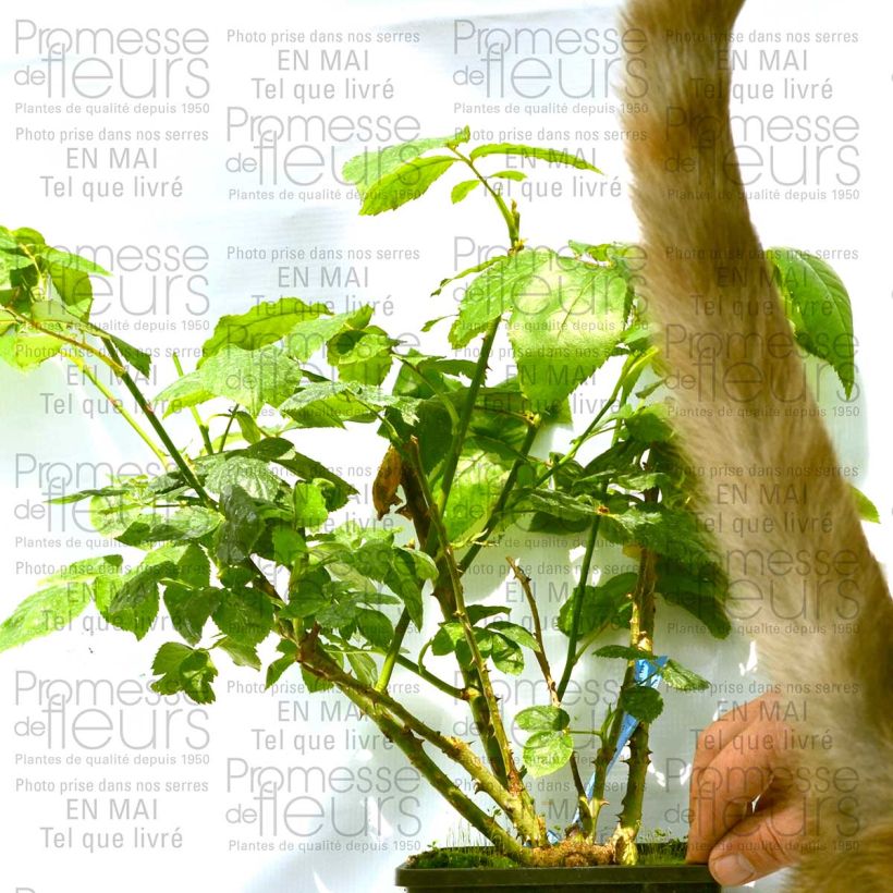 Esempio di esemplare Rosa Generosa Zayed of Abu Dhabi Vaso da 4L/5L come consegnato