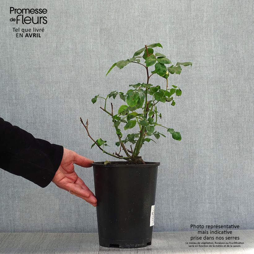 Rosa polyantha Abracadabra Vaso da 3L/4L esemplare consegnato in primavera