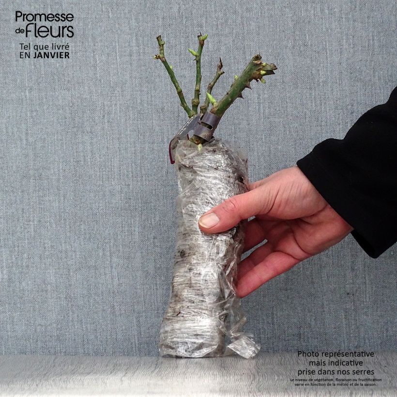 Rosa polyantha Alain Zolla a radice nuda esemplare consegnato in inverno