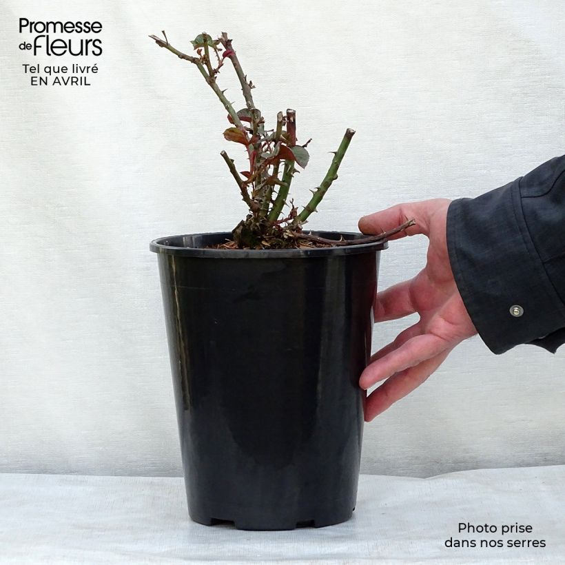 Rosa polyantha Amber Queen Vaso da 2L/3L esemplare consegnato in primavera