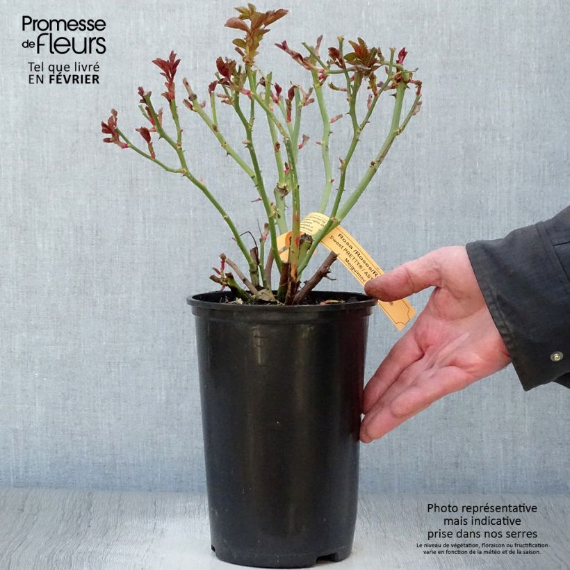 Rosa polyantha Astronomia Meillandécor Vaso da 4L/5L esemplare consegnato in inverno