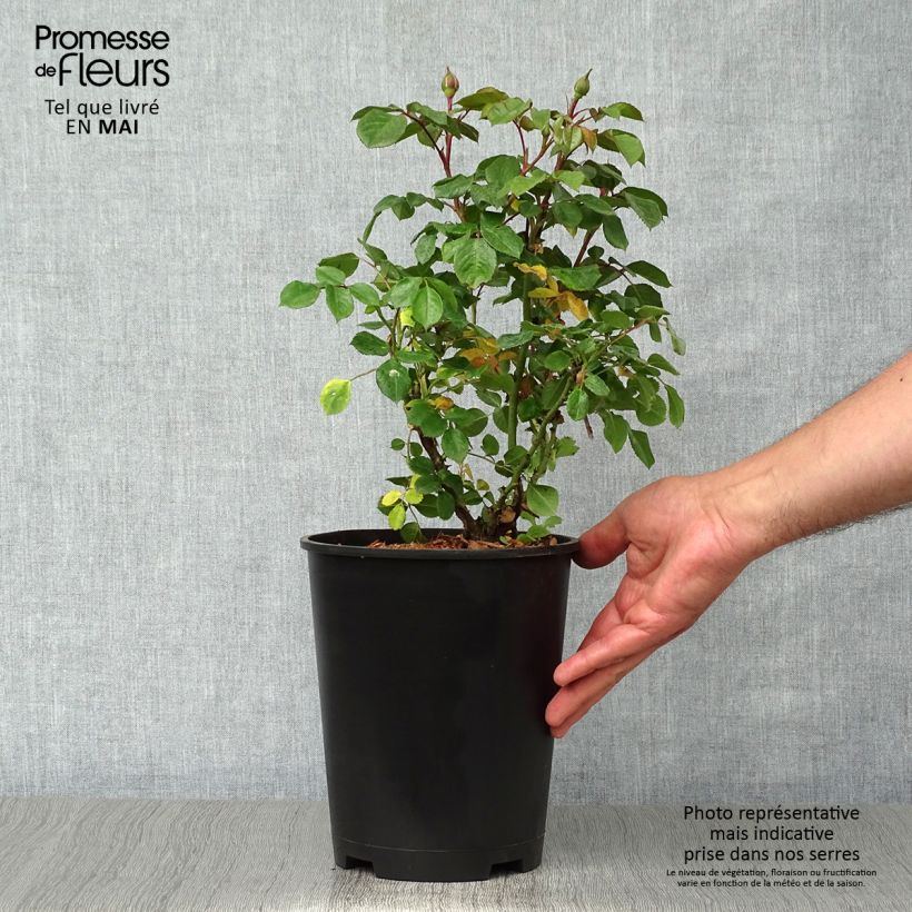 Rosa polyantha Berleburg Vaso da 3L/4L esemplare consegnato in primavera