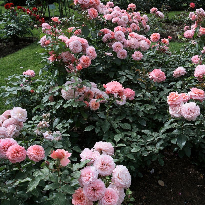 Rosa Floribunda Botticelli (Porto)