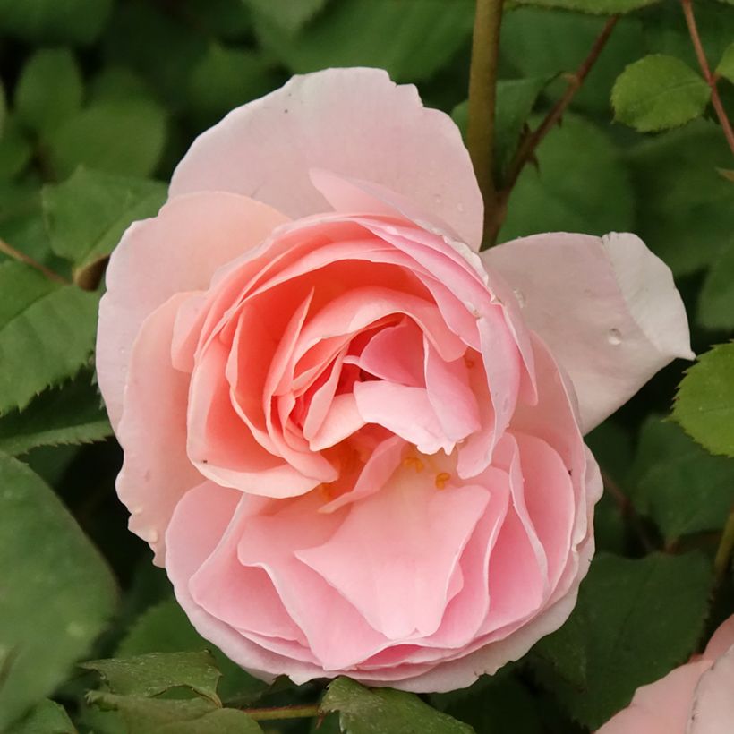 Rosa polyantha Caroline's Heart (Fioritura)