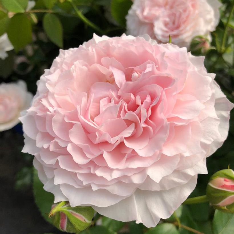 Rosa polyantha Catherine Meurisse (Fioritura)