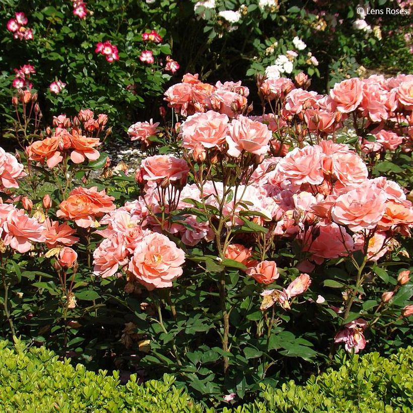 Rosa polyantha Favorite (Porto)