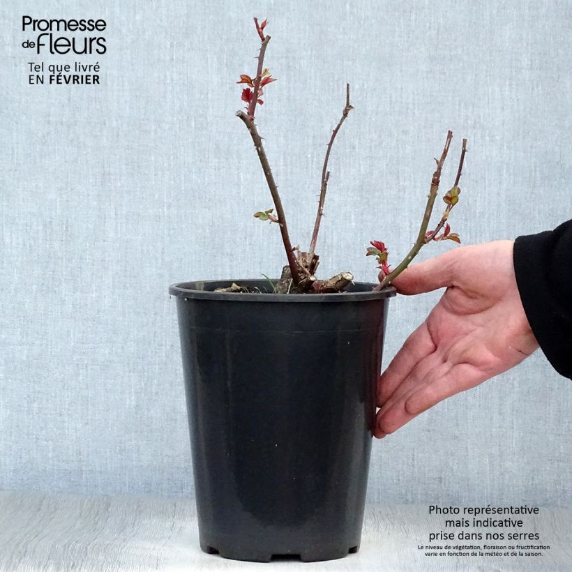 Rosa polyantha Fragrant Delight Vaso da 2L/3L esemplare consegnato in inverno