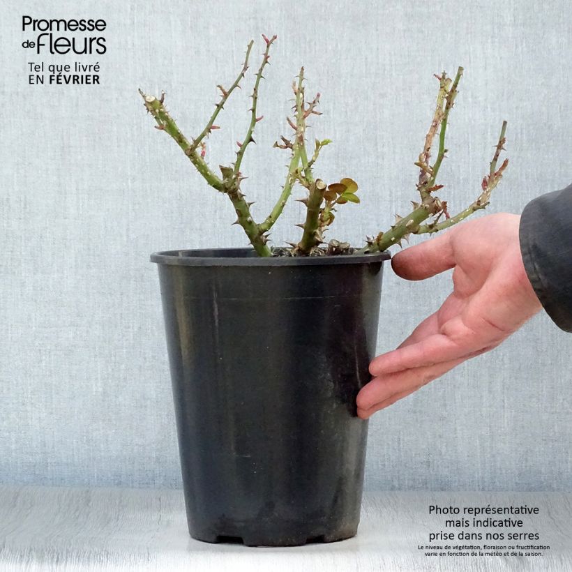 Rosa polyantha François Mauriac Vaso da 4L/5L esemplare consegnato in inverno