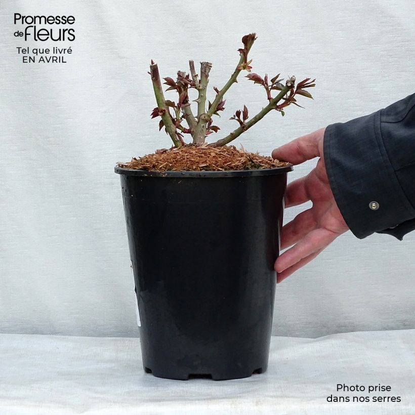 Rosa Floribunda Garden of Roses Vaso da 4L/5L esemplare consegnato in primavera