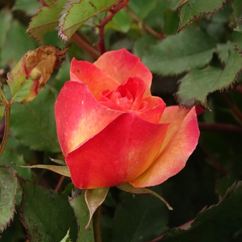 Rosa polyantha Hedge Charmers (Fioritura)
