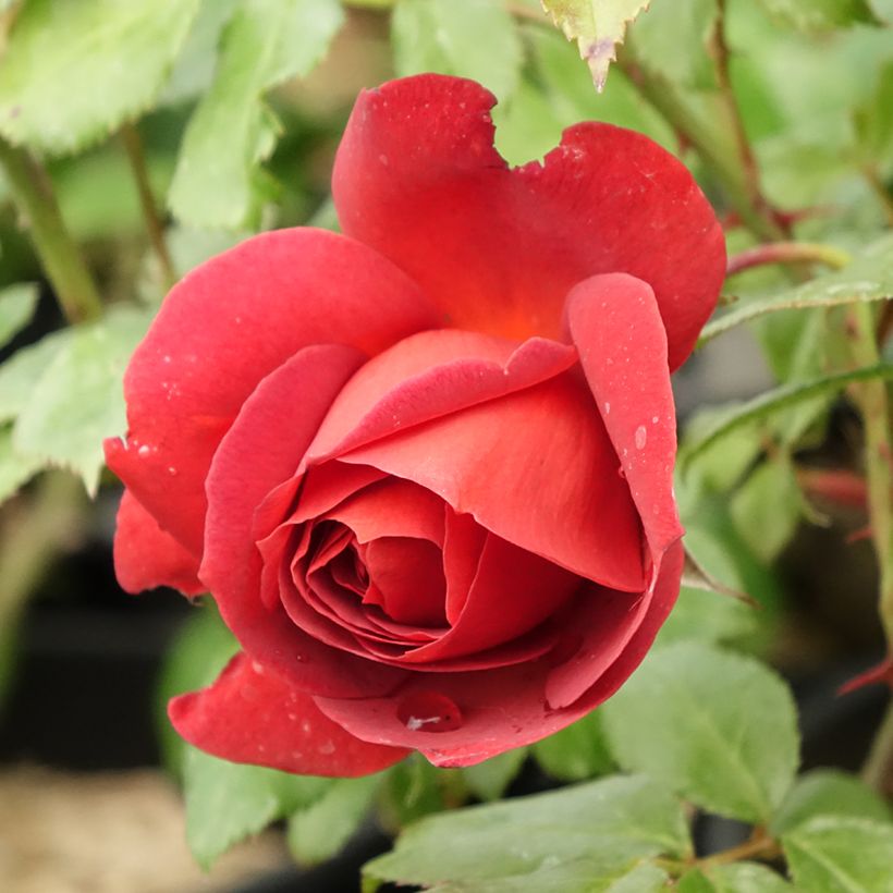 Rosa polyantha Hot Cocoa Wekpaltlez (Fioritura)