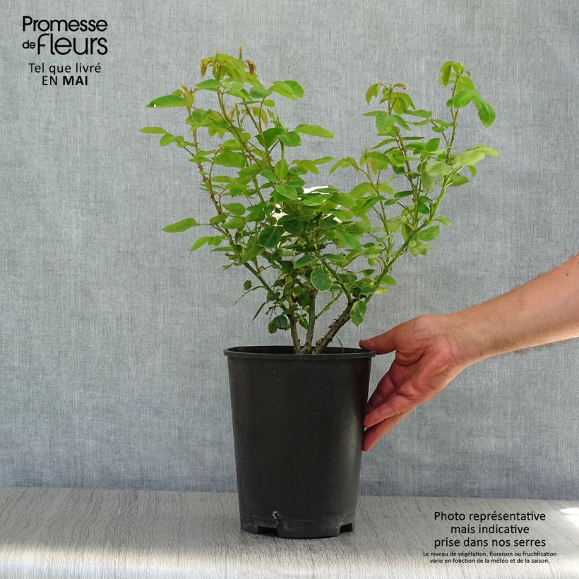 Rosa Floribunda Bianca Iceberg (Schneewittchen) Vaso da 4L/5L esemplare consegnato in primavera