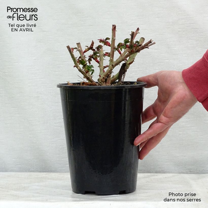 Rosa Floribunda La Sevillana Meigekanu Vaso da 2L/3L esemplare consegnato in primavera