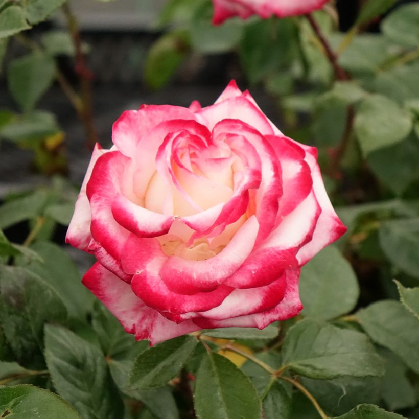Rosa polyantha Laminuette (Fioritura)