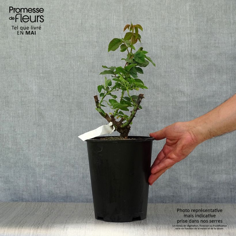 Rosa Mokarosa - Rose ibrida di tea Vaso da 4L/5L esemplare consegnato in primavera