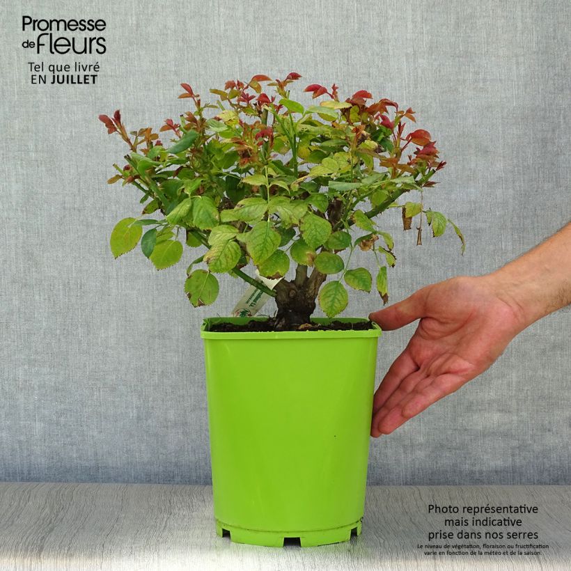Esemplare di Rosa polyantha Martin des Senteurs Vaso da 4L/5L consegnato in estate
