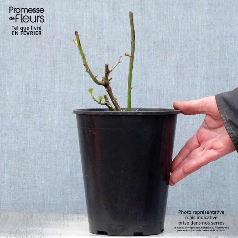 Rosa polyantha Minerva Vaso da 3L/4L esemplare consegnato in inverno