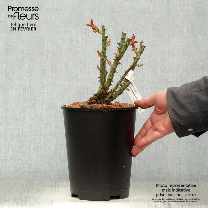 Rosa Mokarosa - Rose ibrida di tea Vaso da 4L/5L esemplare consegnato in inverno