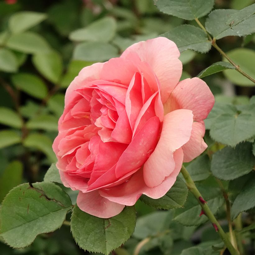 Rosa polyantha Park Abbey Rose (Fioritura)