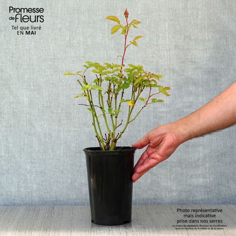 Rosa polyantha Pernille Poulsen Vaso da 2L/3L esemplare consegnato in primavera