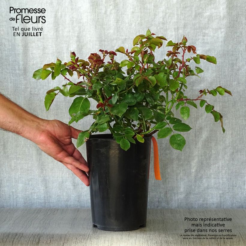 Esemplare di Rosa polyantha Red Leonardo da Vinci Vaso da 4L/5L consegnato in estate