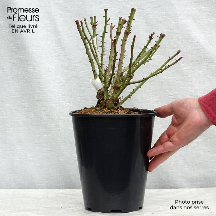 Rosa polyantha Rochemenier Village Vaso da 4L/5L esemplare consegnato in primavera