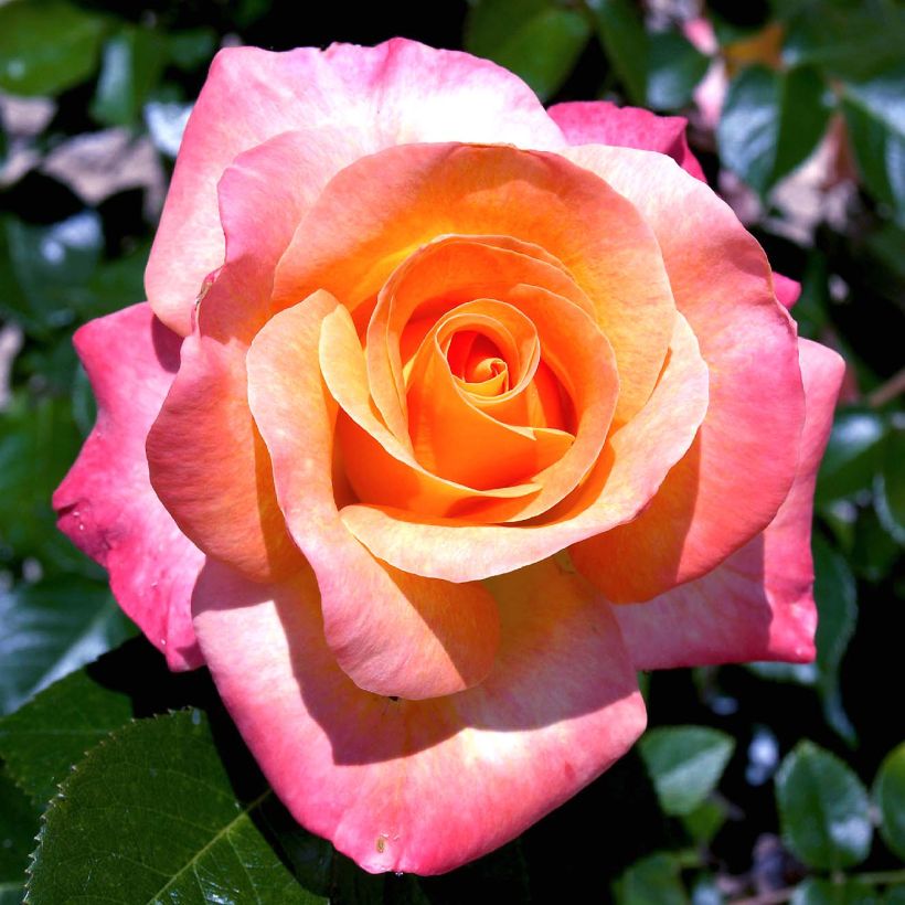 Rosa polyantha Rochemenier Village (Fioritura)