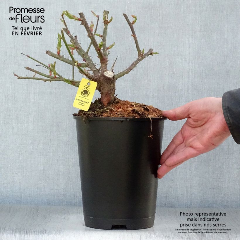 Rosa polyantha Scentimental Vaso da 4L/5L esemplare consegnato in inverno