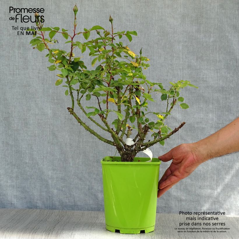 Rosa Floribunda Sylvie Vartan Vaso da 4L/5L esemplare consegnato in primavera