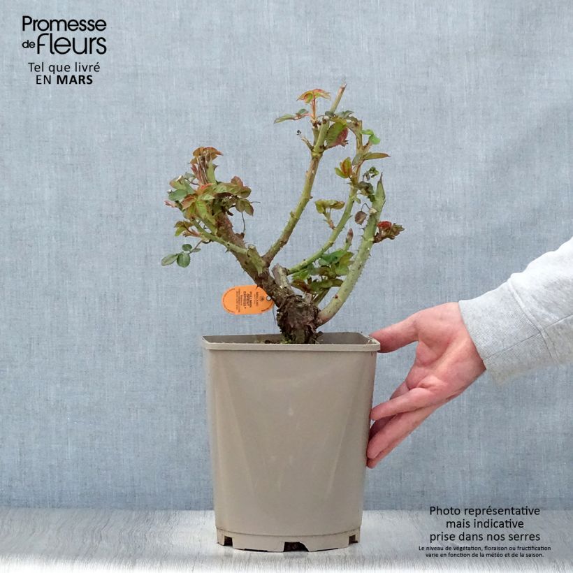 Rosa Oriental Peace - Rose ibrida di tea Vaso da 4L/5L esemplare consegnato in primavera