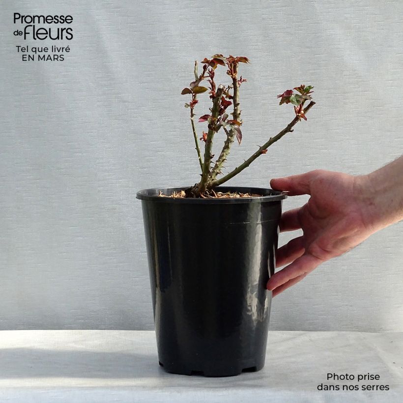 Rosa André Willemse Vaso da 4L/5L esemplare consegnato in primavera