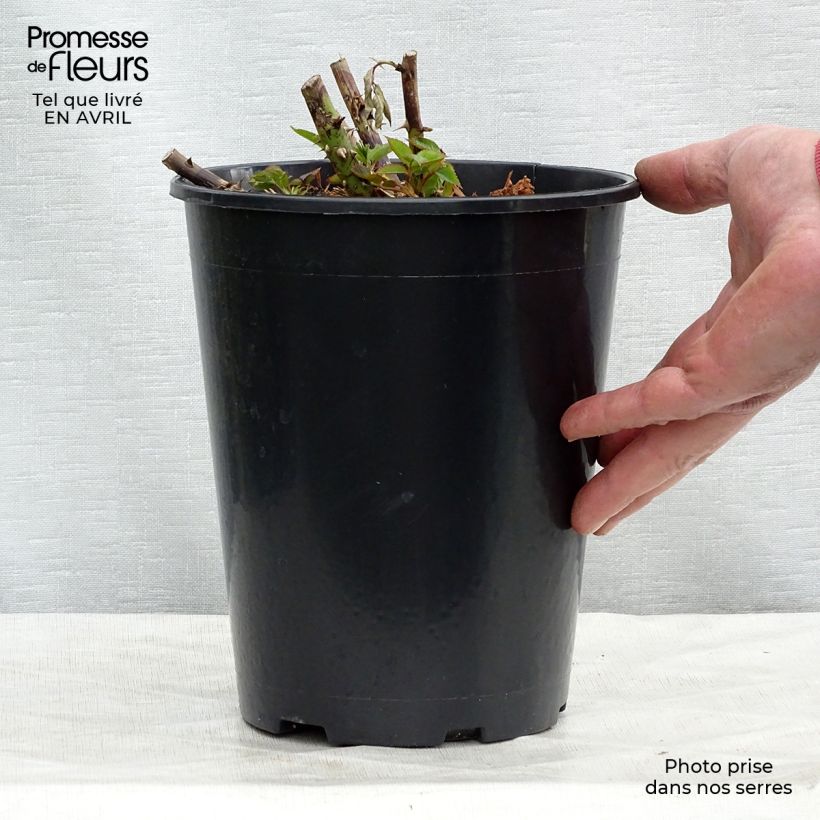 Rosa Annapurna Vaso da 4L/5L esemplare consegnato in primavera