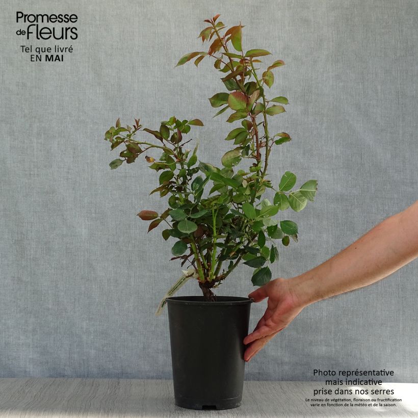 Rosa Anne Vanderlove - Rose ibrida di tea Vaso da 4L/5L esemplare consegnato in primavera