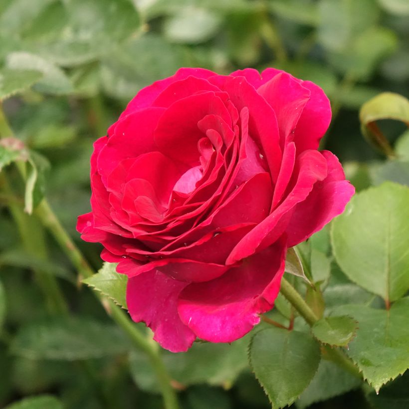 Rosa Belles Rives (Fioritura)