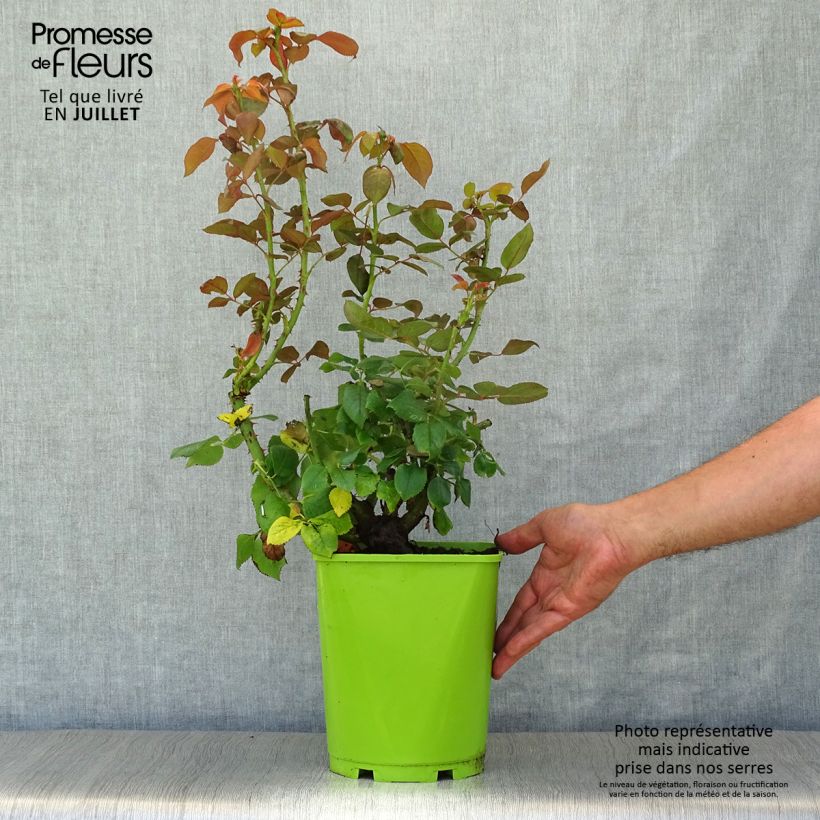 Esemplare di Rosa Belles Rives Vaso da 4L/5L consegnato in estate