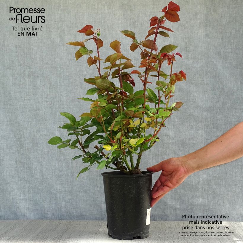 Rosa Bernadette Lafont - Rose ibrida di tea Vaso da 4L/5L esemplare consegnato in primavera