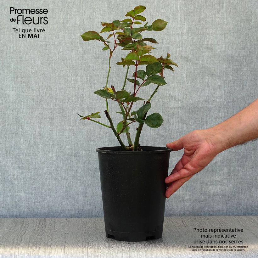Rosa Black Baccara - Rose ibrida di tea Vaso da 4L/5L esemplare consegnato in primavera