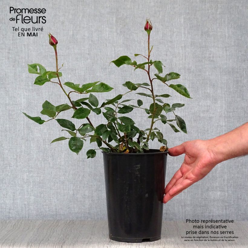 Rosa Blue River - Rose ibrida di tea Vaso da 3L/4L esemplare consegnato in primavera