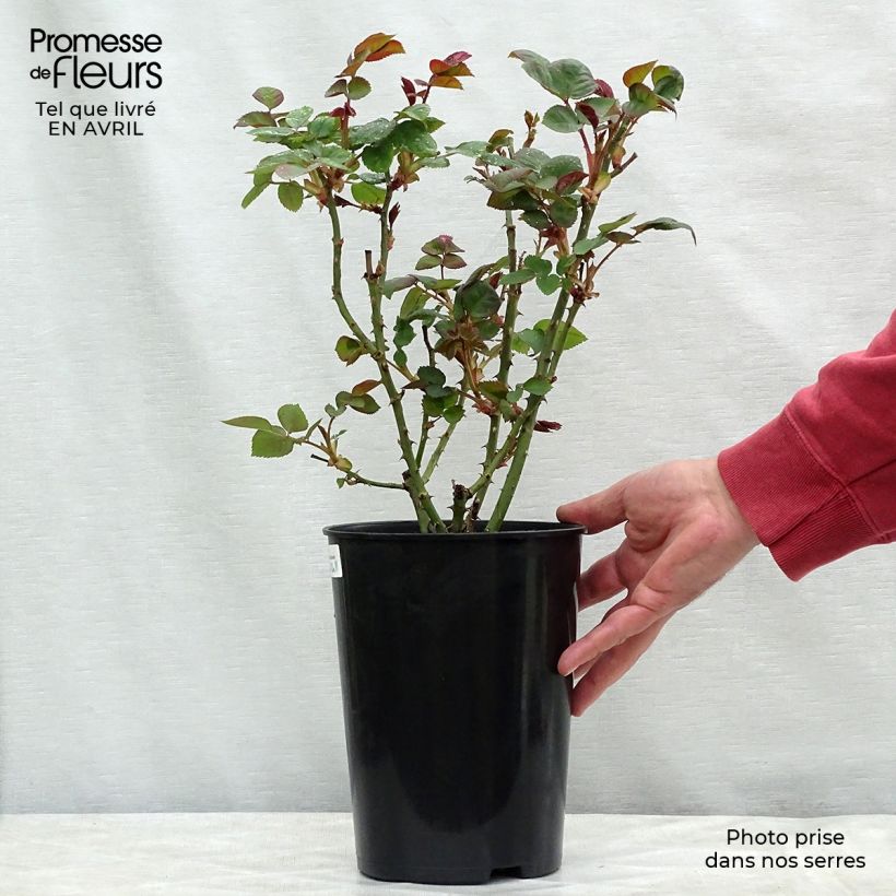 Rosa Borneo Odore - Rose ibrida di tea Vaso da 4L/5L esemplare consegnato in primavera