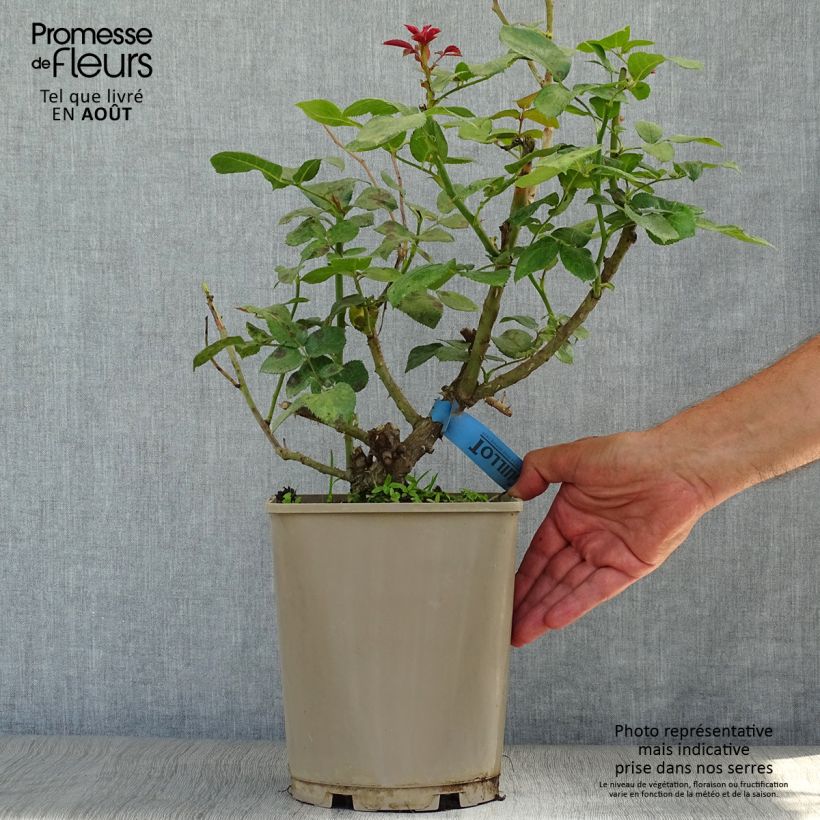 Esemplare di Rosa Bossuet Aigle de Meaux Vaso da 4L/5L consegnato in estate