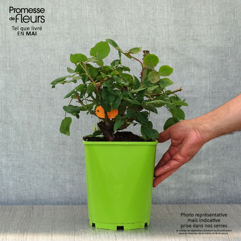 Rosa Botero - Rose ibrida di tea Vaso da 4L/5L esemplare consegnato in primavera